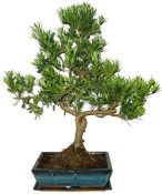 Podocarpus - Kamenný tis 167