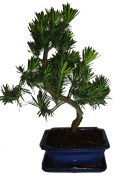 Podocarpus - Kamenný tis 365