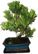 Podocarpus - Kamenný tis 485