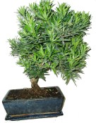Podocarpus - Kamenný tis 486