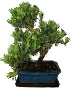 Podocarpus - Kamenný tis 494