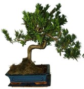 Podocarpus - Kamenný tis 755