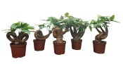 Pokojová bonsai - Pachira mix