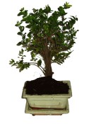 Pokojová bonsai - Sagerethia thea 077