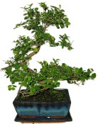 Pokojová bonsai - Sagerethia thea 102
