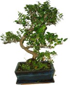 Pokojová bonsai - Sagerethia thea 105