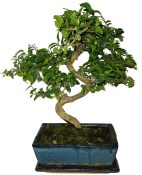 Pokojová bonsai - Sagerethia thea 120