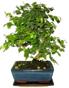 Pokojová bonsai - Sagerethia thea 134