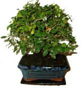 Pokojová bonsai - Sagerethia thea 158