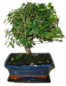 Pokojová bonsai Sagerethia thea 162
