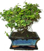 Pokojová bonsai Sagerethia thea 166