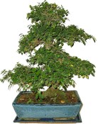 Pokojová bonsai - Sagerethia thea 193