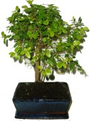 Pokojová bonsai Sagerethia thea 224