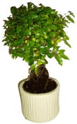 Pokojová bonsai - Sagerethia thea 268