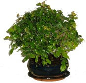 Pokojová bonsai Sagerethia thea 294