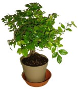Pokojová bonsai - Sagerethia thea 294