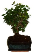 Pokojová bonsai - Sagerethia thea 301