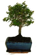 Pokojová bonsai Sagerethia thea 317