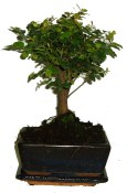 Pokojová bonsai Sagerethia thea 318