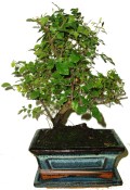 Pokojová bonsai - Sagerethia thea 330