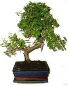Pokojová bonsai - Sagerethia thea 331