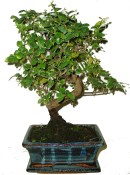 Pokojová bonsai Sagerethia thea 333