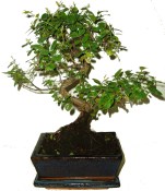 Pokojová bonsai Sagerethia thea 334