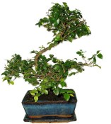 Pokojová bonsai - Sagerethia thea 394