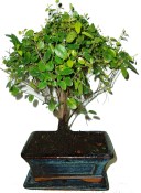 Pokojová bonsai Sagerethia thea 397