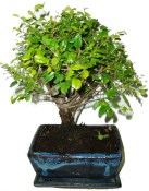 Pokojová bonsai Sagerethia thea 399