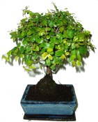 Pokojová bonsai Sagerethia thea 400