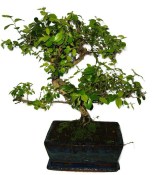 Pokojová bonsai - Sagerethia thea 400