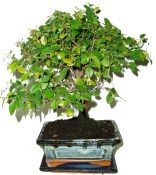 Pokojová bonsai Sagerethia thea 401