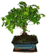 Pokojová bonsai - Sagerethia thea 472