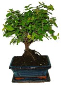 Pokojová bonsai - Sagerethia thea 477