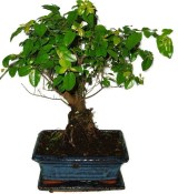 Pokojová bonsai - Sagerethia thea 478