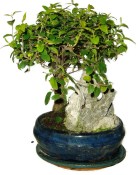 Pokojová bonsai - Sagerethia thea 536