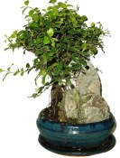 Pokojová bonsai - Sagerethia thea 537