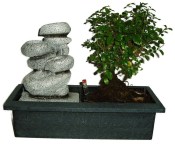 Pokojová bonsai - Sagerethia thea 582 - fontána funkční součástí čerpadýlko