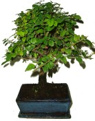 Pokojová bonsai Sagerethia thea 601