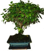 Pokojová bonsai Sagerethia thea 602