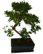 Serissa foetida - strom tísíce hvězd 635