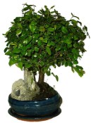 Pokojová bonsai - Sagerethia thea 645