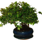 Pokojová bonsai - Sagerethia thea 649
