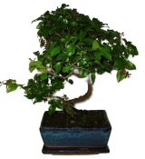 Pokojová bonsai - Sagerethia thea 679