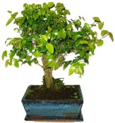 Pokojová bonsai - Sagerethia thea 684