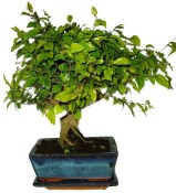 Pokojová bonsai - Sagerethia thea 686