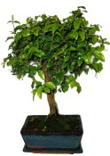 Pokojová bonsai - Sagerethia thea 690