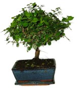 Pokojová bonsai - Sagerethia thea 803