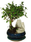 Pokojová bonsai - Sagerethia thea 820